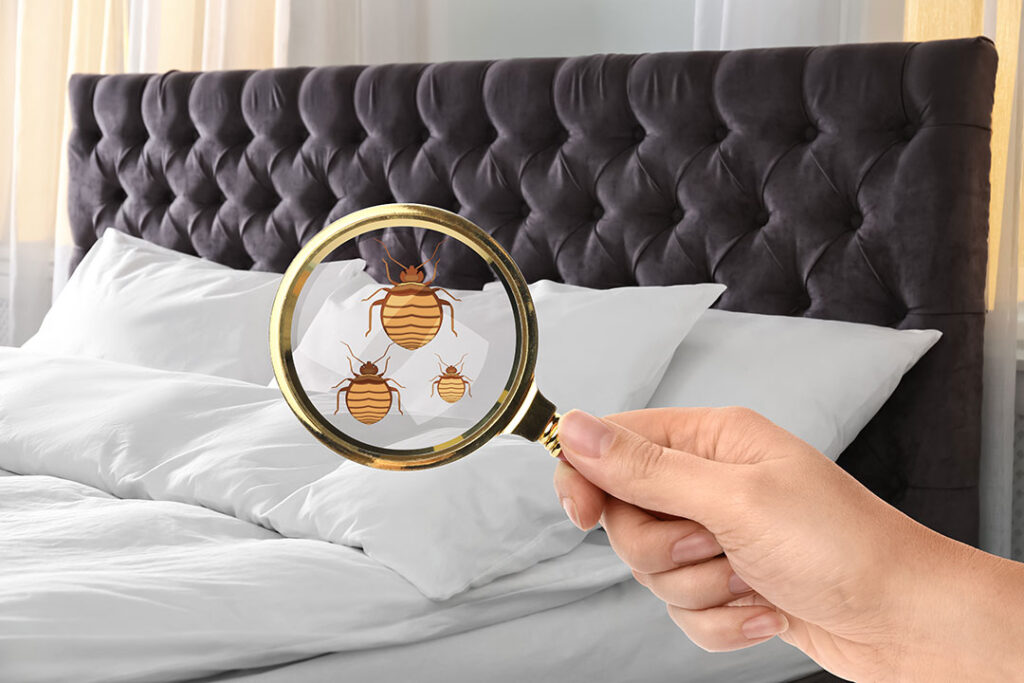 Cómo eliminar las chinches de cama: causas, detección y solución definitiva 1 ¿Cómo eliminar las chinches de cama?