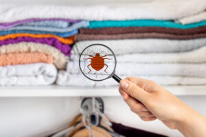 BLOG 19 Las plagas de insectos mas comunes en casa
