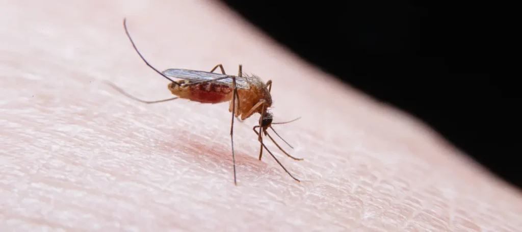 Fumigar mosquitos, la solución definitiva | Control de Plagas en Barcelona 3 Plaga de mosquitos