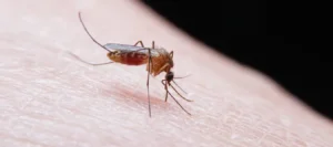BLOG 22 Plaga de mosquitos